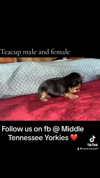 Teacup Yorkies 😍 in Cookeville, Tennessee