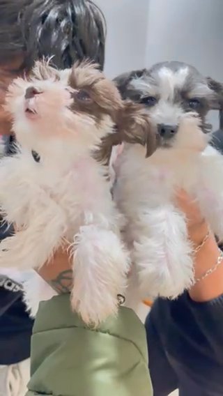 Miniature  Schnauzer in New York City, New York