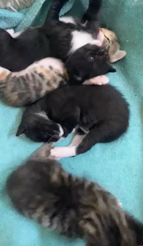 Cute Little Kittens Looking For A Loving Home in Walnut, California
