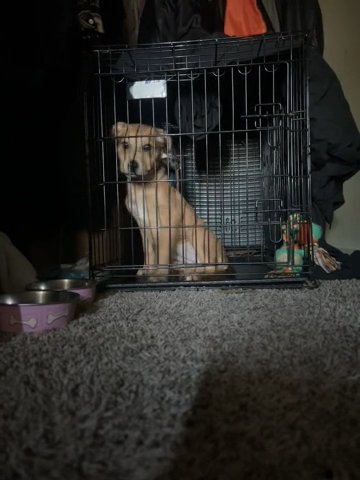 Labrador Mix  Puppy in Mesquite, Texas