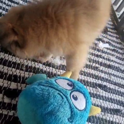 Pomeranian Mix Boy in Tampa, Florida