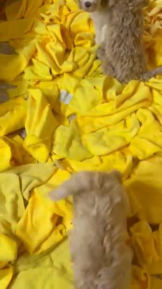 Golden Doodle Puppies. SOLD in Dallas, Texas