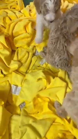 Golden doodle  Medium Sold in Dallas, Texas