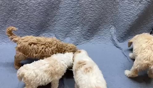 Goldendoodle.  SOLD in Dallas, Texas
