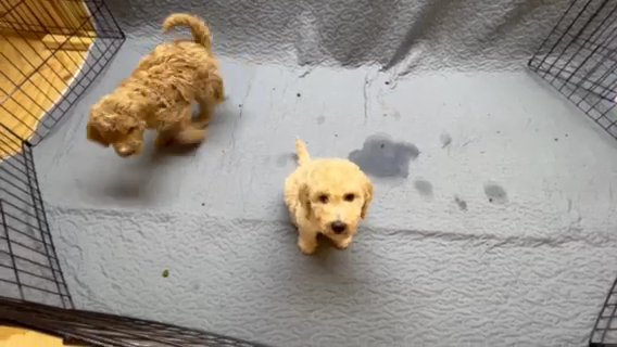 Golden Doodle Medium. Puppy in Dallas, Texas
