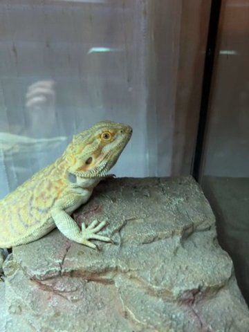 Adult beardie in Buda, Texas