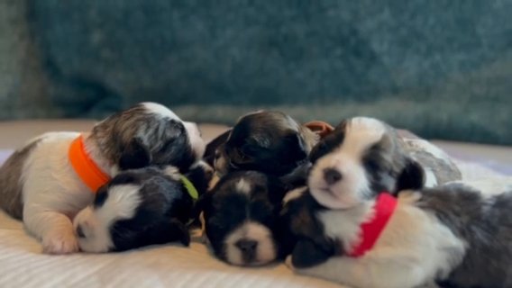 Shichon Available June 2024 in Coconut Creek, Florida