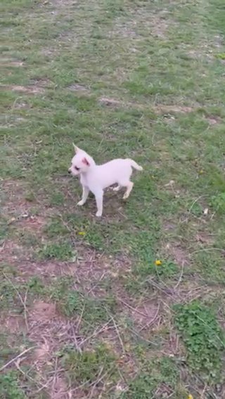 Toby in Springfield, Missouri