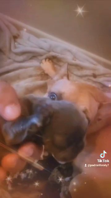 frenchies in Arlington, Texas