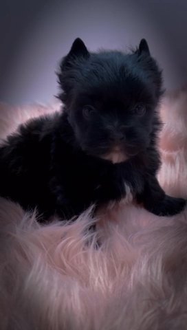 Kb Black Yorkie in Jackson, Tennessee