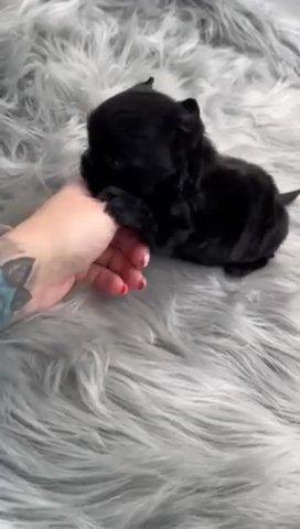 Kb Black Male Yorkie in Jackson, Tennessee