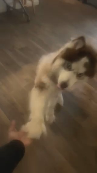 Need To Rehome Pretzel in Portland, Oregon