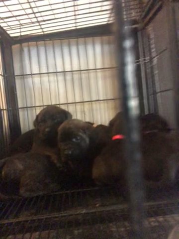 Mastiff English X Cane Corso Molossian Hound / Molossus Puppies in San Diego, California