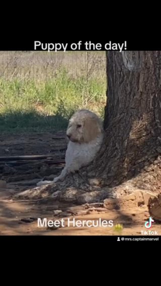 Meet hercules in Lubbock, Texas