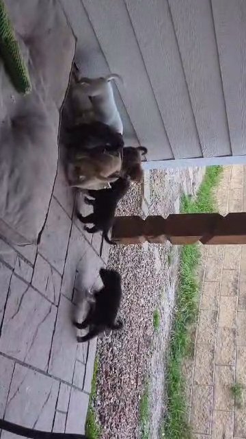 Puppies in Universal City, Texas