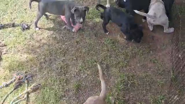 Classic/standard American bullies in Greenwood, South Carolina