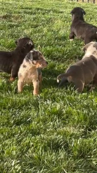Xl Bully Puppies in Charlotte, North Carolina