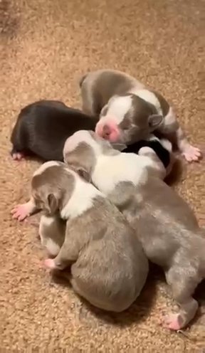 Boston Terrier Puppies in Garden Grove, California