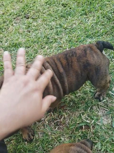 English Bulldog puppy, Green collar MALE in Plant City, Florida