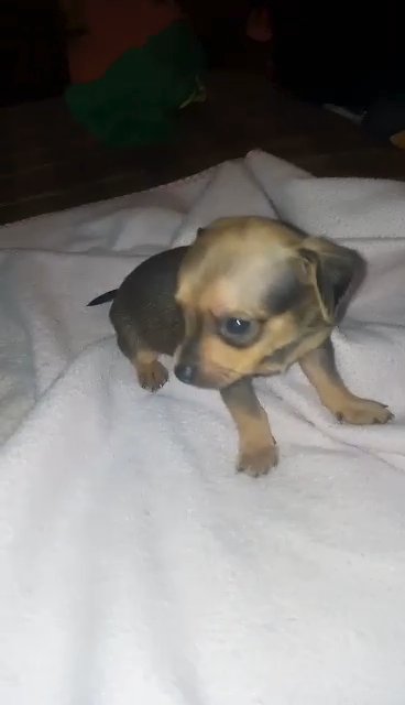 chiweenie in Meridian, Mississippi