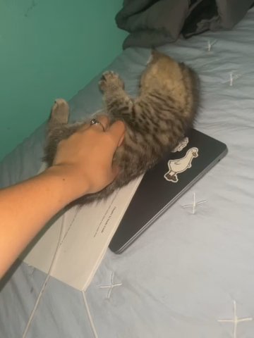 Himalayan Kitten (Siamese/Persian) in Edinburg, Texas