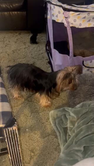 Akc Traditional yorkie in Wheeling, West Virginia