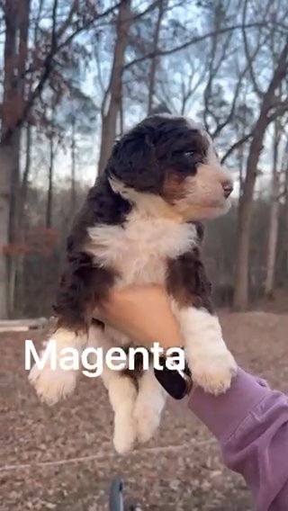 Standard, Female, Tri Colored Bernedoodle in Marietta, Georgia