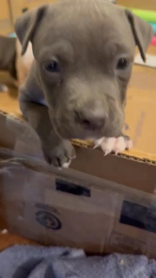 American Bullies in New Orleans, Louisiana