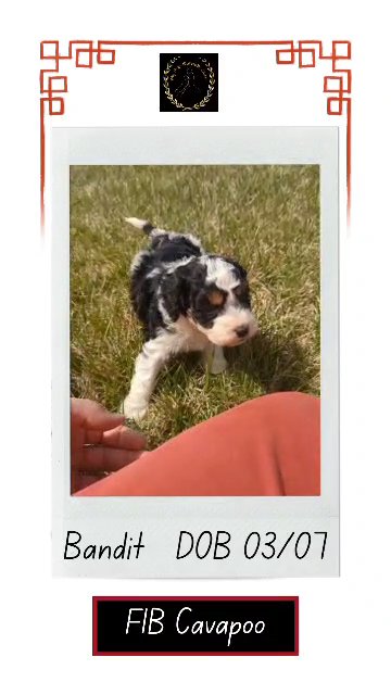 Bandit in Goshen, Indiana