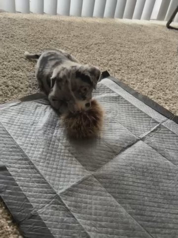 Beautiful Puppy in Denver, Colorado
