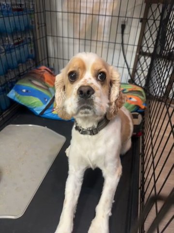 Peter Cocker Spaniel in Sunrise, Florida