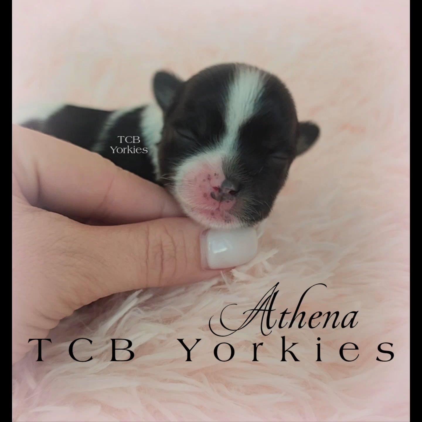 SOLD AKC Yorkie puppies in Greenwood, South Carolina