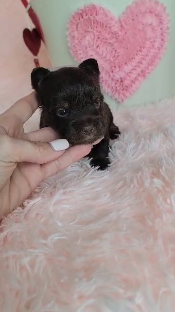 SOLD AKC Yorkie girl Dark Chocolate in Greenwood, South Carolina