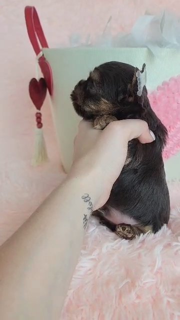 SOLD AKC Yorkie boy in Greenwood, South Carolina