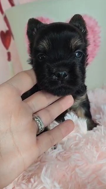 SOLD ACK dark traditional Yorkie boy in Greenwood, South Carolina