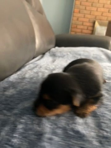 Yorkshire Terrier Male Pup in Bristol, Virginia