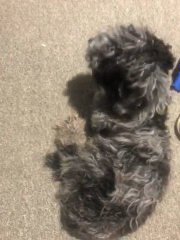 Toy Poodle ASAP in Perry Hall, Maryland