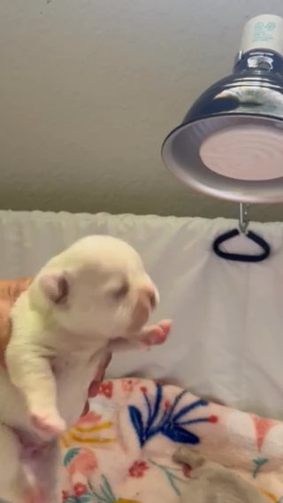 Fluffy French Bulldogs in Tampa, Florida