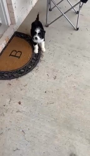 Finding Pup A New Home in Madison, Alabama