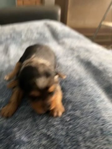 Blue Merle Yorkshire Terrier Male in Bristol, Virginia
