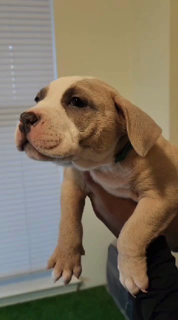 Pocket Bullies in Colorado Springs, Colorado