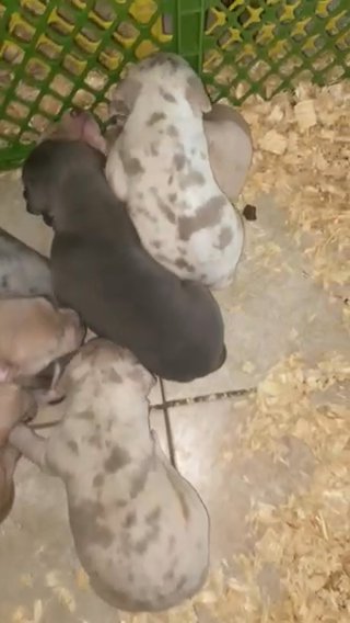 Xl Standard Bully’s in Fayetteville, North Carolina