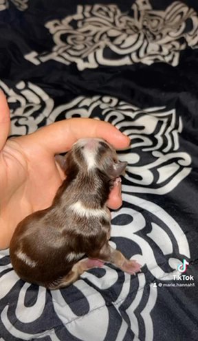 Chocolate Tweed Merle Yorkshire Terrier in Cookeville, Tennessee