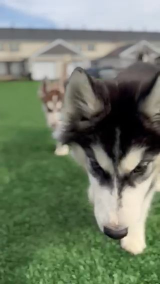 Husky Puppies in Columbus, Ohio