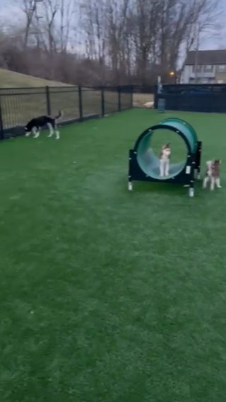 Husky Puppies at The Park!!! in Columbus, Ohio