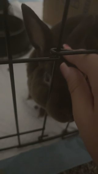 Mini Rex Bunny in Kansas City, Missouri