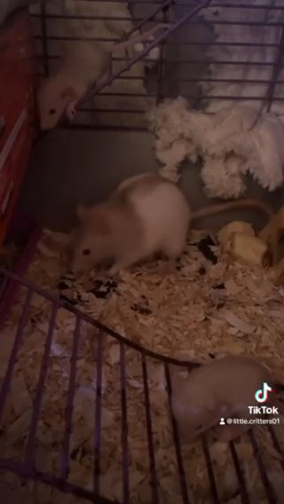Fancy & Dumbo Rats in Baldwin Park, California