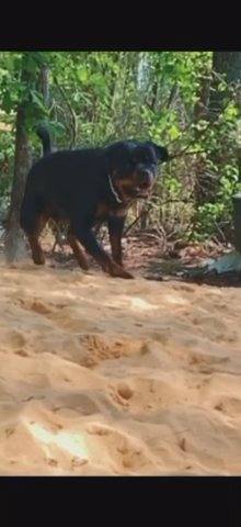 3 Year Old Rottweiler Female in Florence, South Carolina