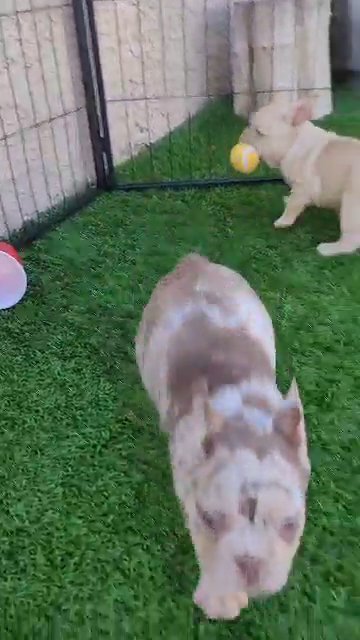 Isabella Frenchie Girl in Las Vegas, Nevada