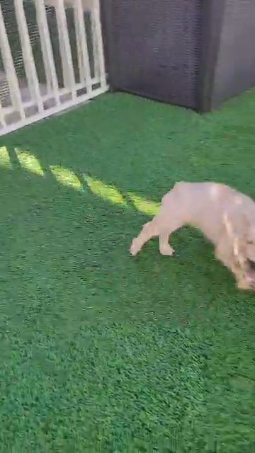 Isabella Fawn  Merle Frenchie in Las Vegas, Nevada